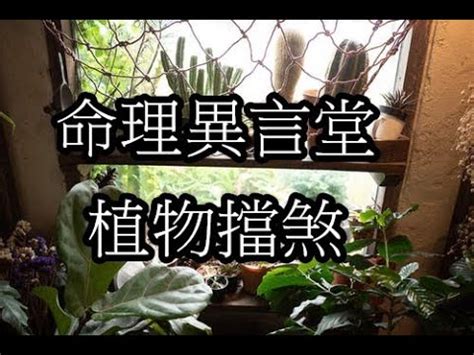 窗戶擋煞植物 小人是什麼